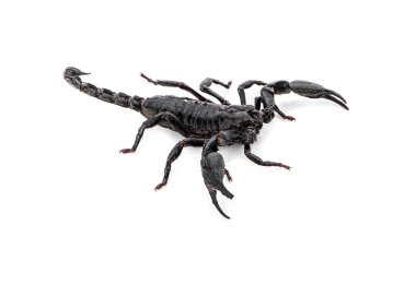 Akrep beyaz arkaplanda izole edildi