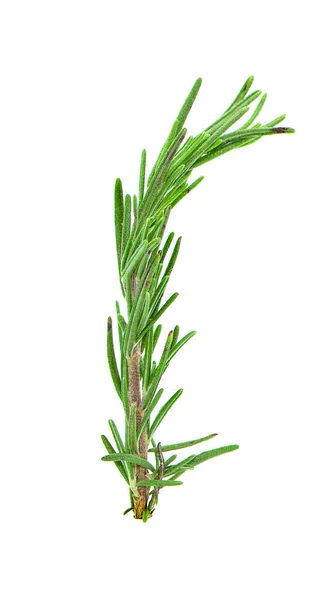 Rosemary Isolated White Background — Stock Photo, Image