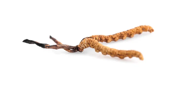 Ophiocordyceps Sinensis Chong Cao Dong Chong Xia Cao Cordyceps 이것은 — 스톡 사진