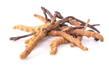 Cordyceps beyaz arkaplanda izole