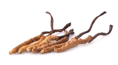 Cordyceps beyaz arkaplanda izole