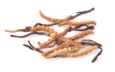 Cordyceps beyaz arkaplanda izole