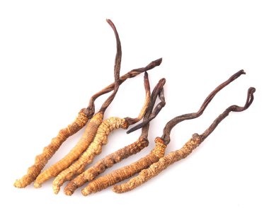 Cordyceps beyaz arkaplanda izole