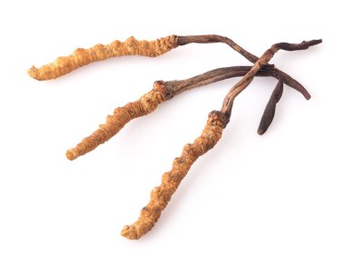 Ophiocordyceps sinensis (CHONG CAO, DONG CHONG XIA CAO) veya mantar cordyceps Bu beyaz arka planda bir bitkidir