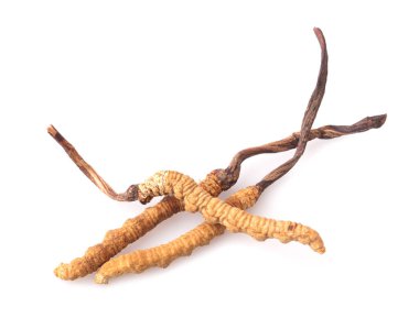 Cordyceps beyaz arkaplanda izole