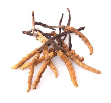 Ophiocordyceps sinensis (CHONG CAO, DONG CHONG XIA CAO) veya mantar cordyceps Bu beyaz arka planda bir bitkidir