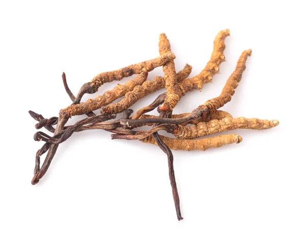 Cordyceps Diisolasi Pada Latar Belakang Putih — Stok Foto