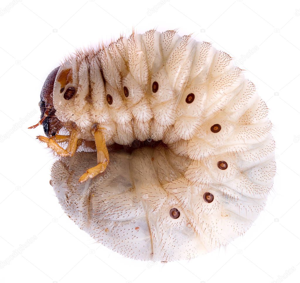 Beetle worm on white background