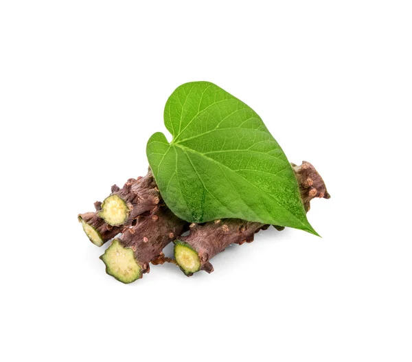 Tinospora Cordifolia Herb Diisolasi Pada Latar Belakang Putih — Stok Foto