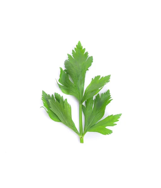 Celery Isolated White Background — Stock Photo, Image