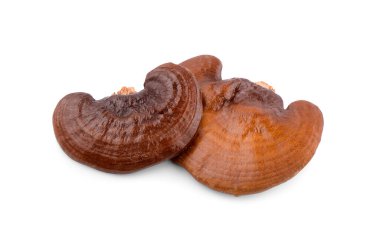 Lingzhi Mantar Ganoderma Lucidum beyaz arka planda izole edildi