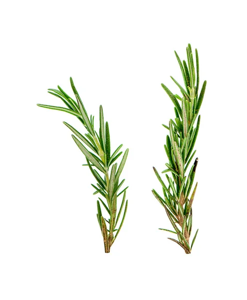 Rosemary Isolated White Background — Stock Photo, Image