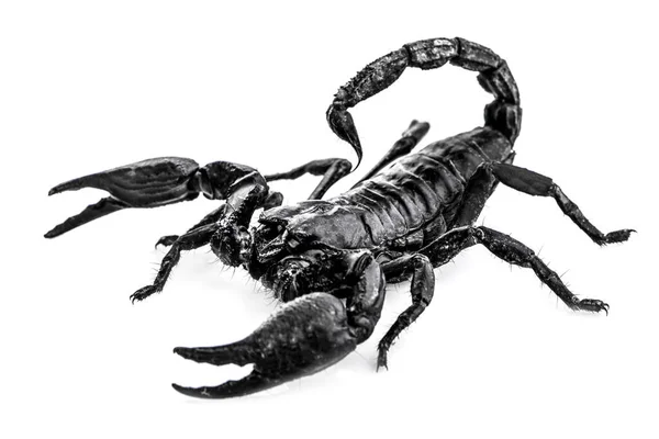 Scorpion Isolated White Background — Stock Photo, Image