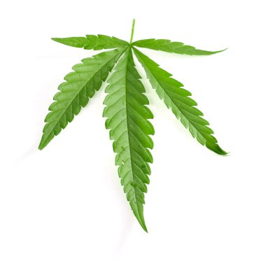 Kenevir yaprağı beyaza izole edilmiş