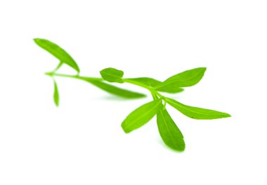 Beyaz arka planda izole edilmiş yeşil roka veya roka yaprağı yığını