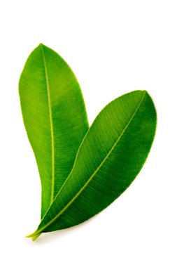 & Renkli arkaplanda yeşil yaprak izole