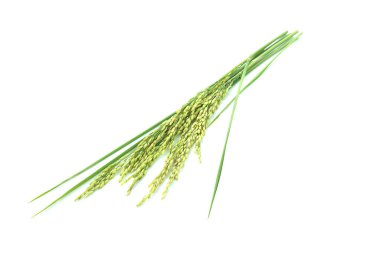 Beyaz arka planda izole edilmiş pirinç kulağı