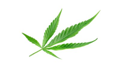 Beyaz arkaplanda esrar yaprakları