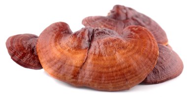 Lingzhi Mantar Ganoderma Lucidum beyaz arka planda izole edildi