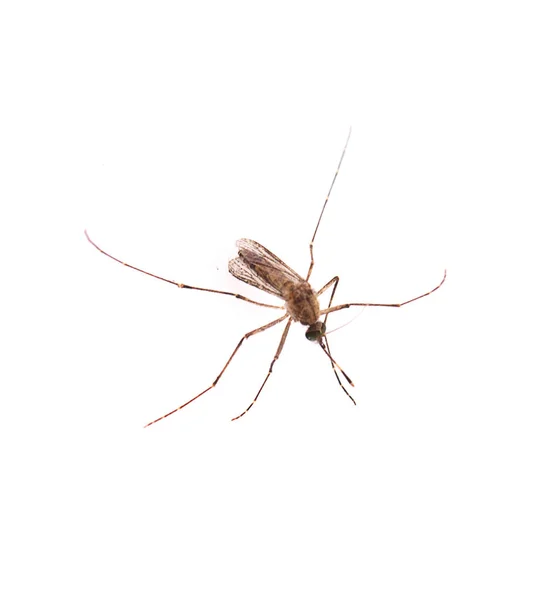 Mosquito Isolado Fundo Branco — Fotografia de Stock
