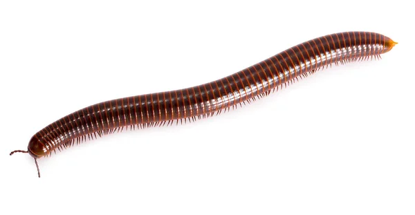 Millipede Isolerad Vit Bakgrund — Stockfoto