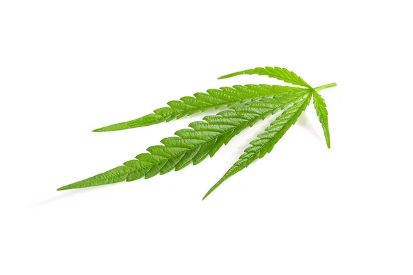 Foglia Cannabis Isolata Bianco — Foto Stock