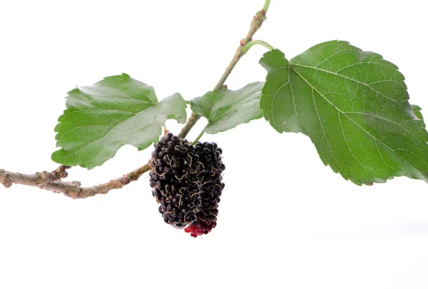 Moras Fruta Hoja Morera Sobre Fondo Blanco —  Fotos de Stock