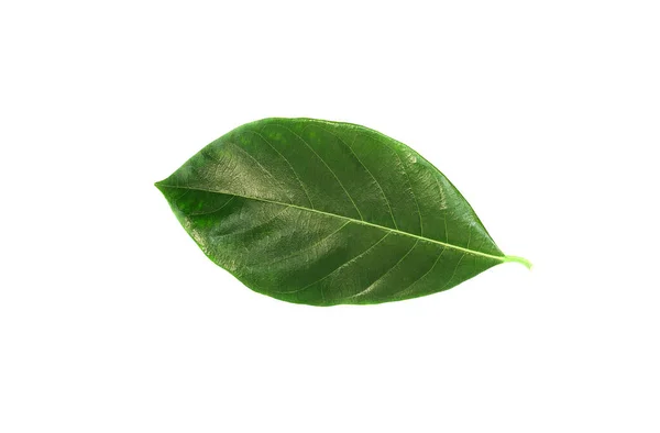 Grünes Blatt Isoliert Auf Weißem Hintergrund — Stockfoto