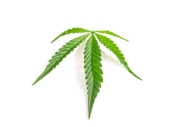 Cannabis Leaves White Background — Stock Photo, Image