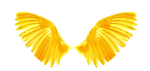 Angel Wing Isolated White Background — Stock Photo, Image