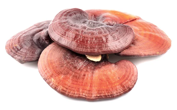 Gedroogde Ganoderma Lucidum Paddestoel Een Geïsoleerde Witte Achtergrond — Stockfoto