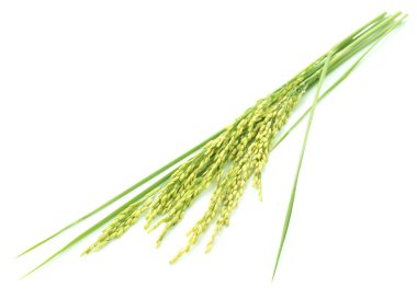 Yeşil çeltik pilavı beyaz arka planda izole edilmiş