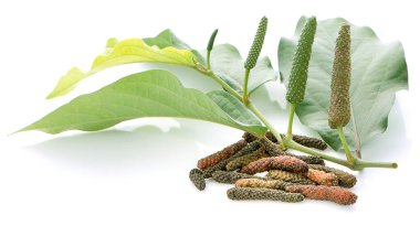 Beyaz arkaplanda uzun biber ya da Piper Longum izole