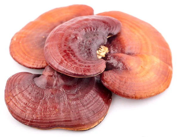 stock image Ganoderma Lucidum Mushroom isolated on white background