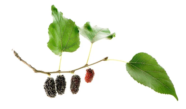 Mulberry Diisolasi Pada Latar Belakang Putih — Stok Foto