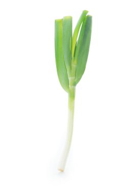 beyaz arkaplanda yalıtılmış bir soğan