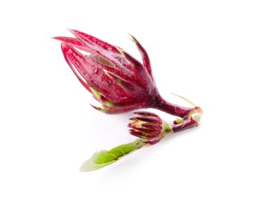 Roselle beyaz arka planda izole edilmiş