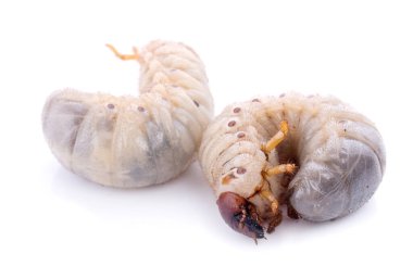 Böcek larvası beyaz arka planda izole edilmiş. Hindistan cevizi gergedan böceği. Beyaz arkaplanda larva.