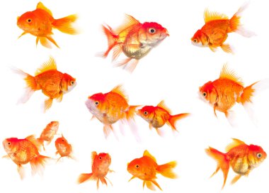 Beyaz sırtüstü izole edilmiş japon balığı.