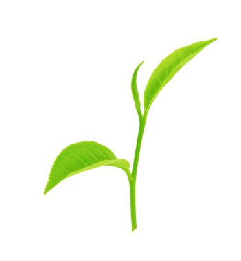 Beyaz arkaplanda izole çay yaprağı