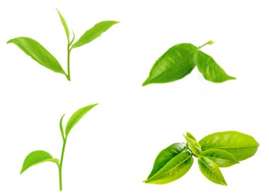 Beyaz arkaplanda izole çay yaprağı