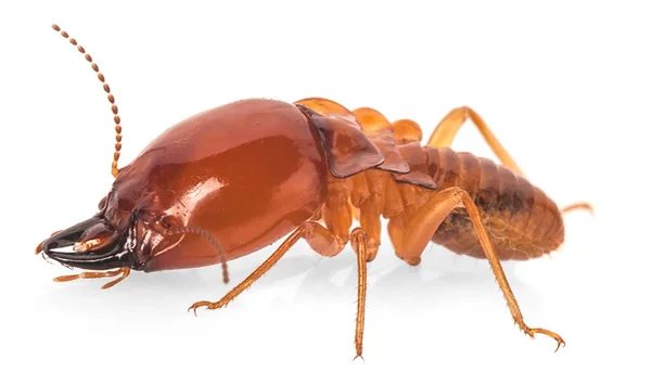 Termite Isoliert Auf Weißem Hintergrund — Stockfoto