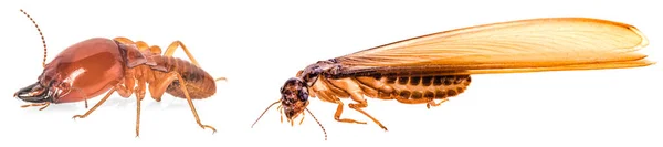 Termite Isolated White Backgroun — Stock Photo, Image