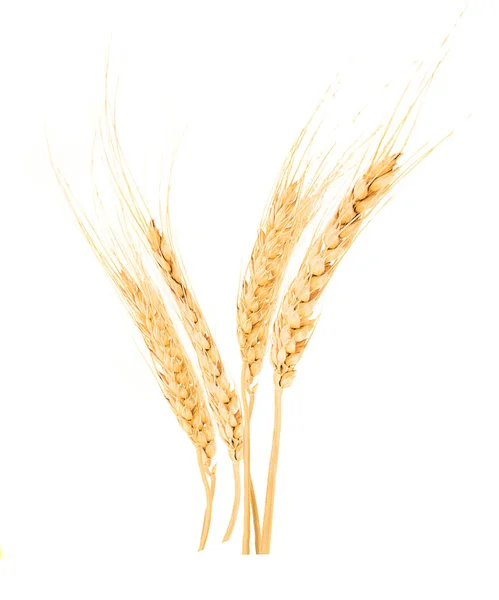 Wheat Ear Isolated White Background — Stock Photo, Image