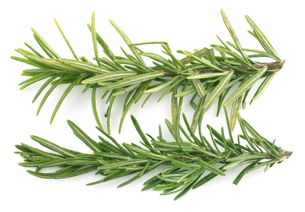 Rosemary Isolated White Background — Stock Photo, Image