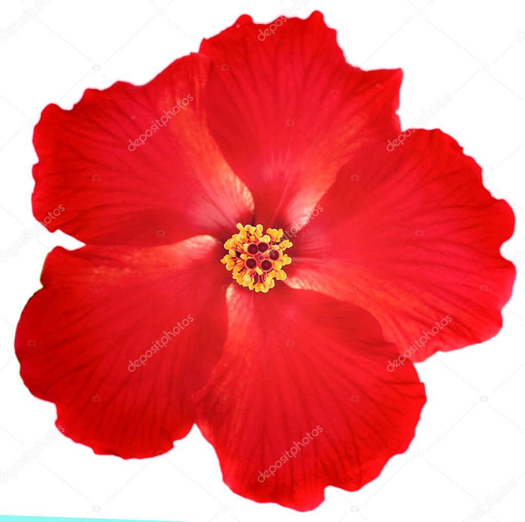 bright large flower of red hibiscus isolated on white backgroun