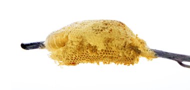 Beyaz arkaplanda izole edilmiş bal dilimi 