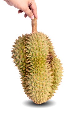 Durian beyaz arkaplandan izole edildi