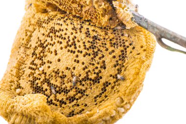 Bal peteği parçası. Beyaz arkaplanda izole edilmiş bal dilimi. 