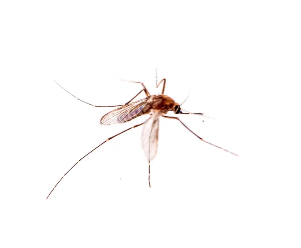 Mosquito Isolado Fundo Branco — Fotografia de Stock